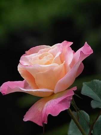 9智光山薔薇