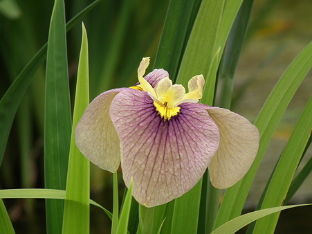 5北山公園・花菖蒲