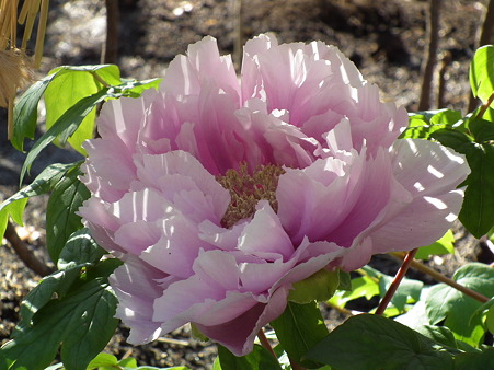 DSCF0043