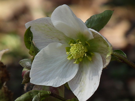 DSCF0250