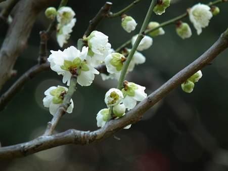 DSCF0278