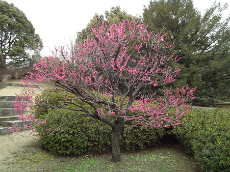 DSCF0355