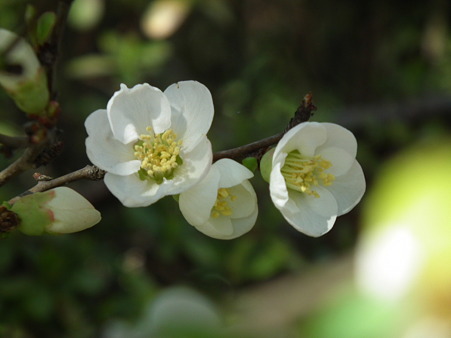 DSCF0184