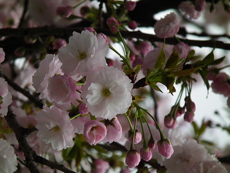 DSCF0116