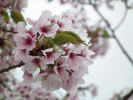 DSCF0155