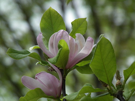 DSCF0241