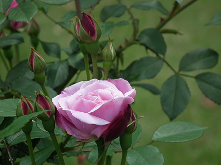 DSCF0152