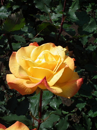 DSCF0165