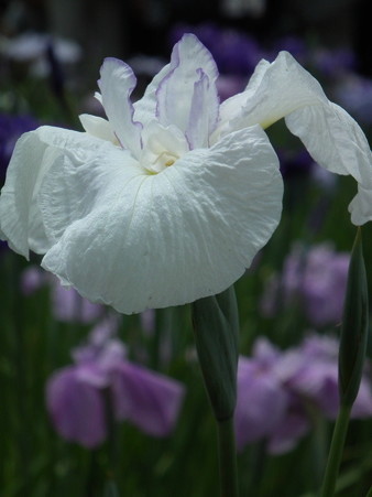 DSCF0114