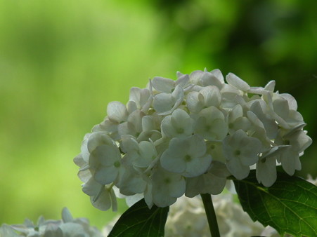 DSCF0555