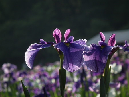 DSCF0910