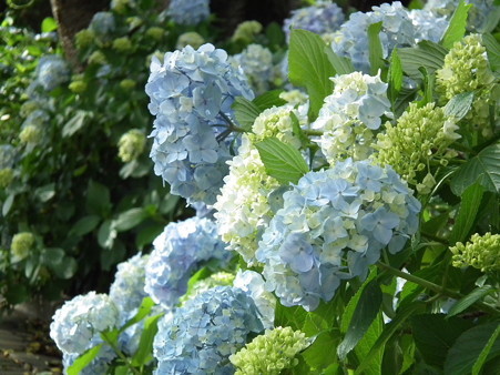 DSCF0240