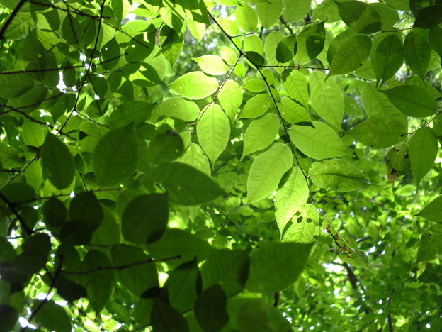 DSCF0198