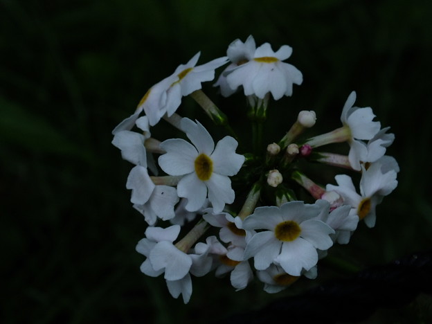 DSCF0276