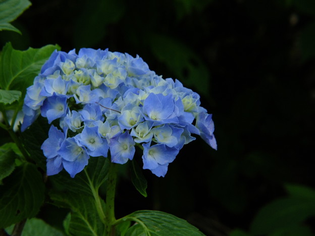 DSCF0407