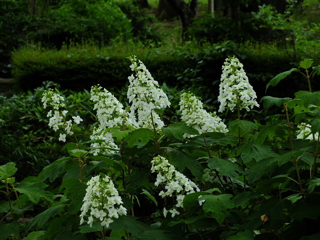 DSCF0409