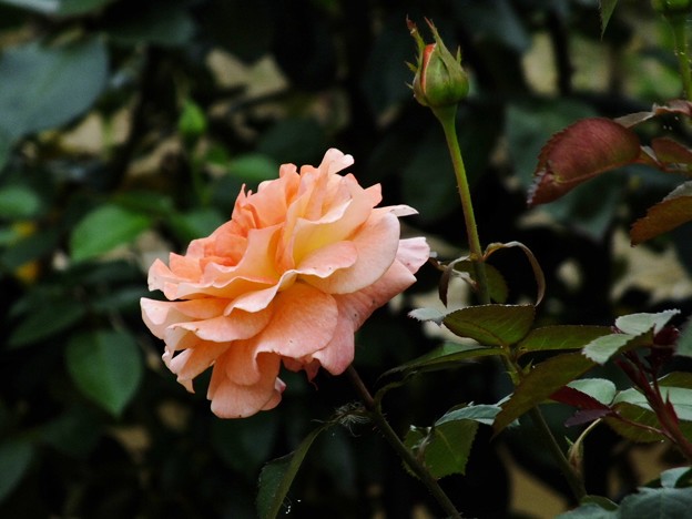 DSCF0438