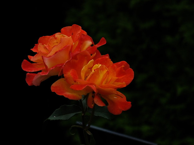 DSCF0485