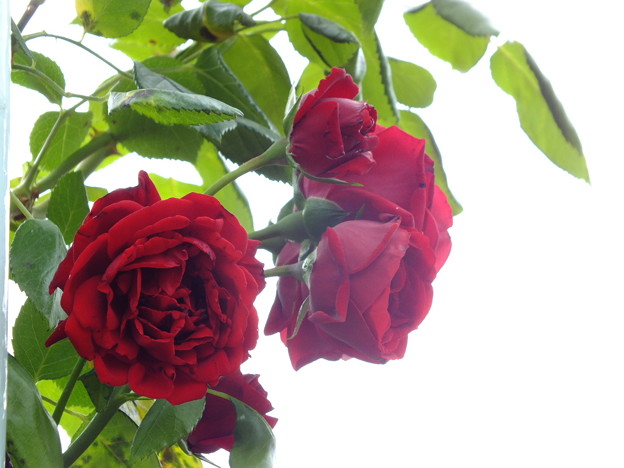 DSCF0525