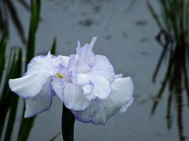 DSCF0291