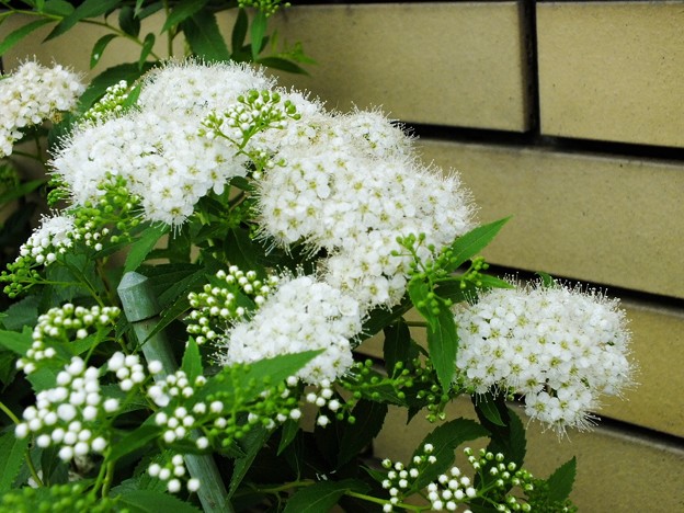 DSCF0034