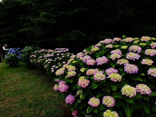 DSCF0401