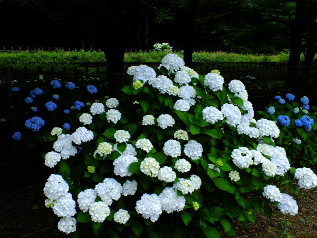 DSCF0405
