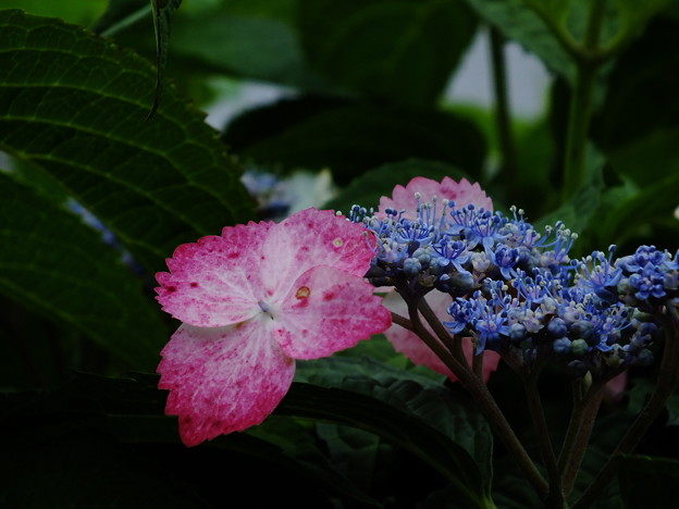 DSCF0141