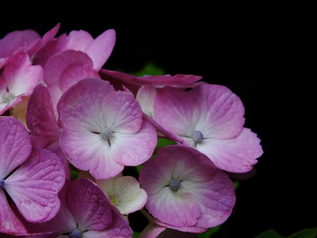 DSCF0430