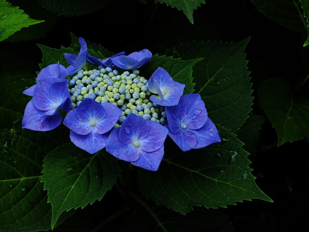 DSCF0077