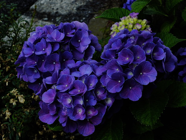 DSCF0106