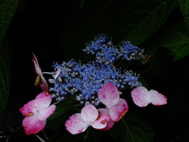 DSCF0133