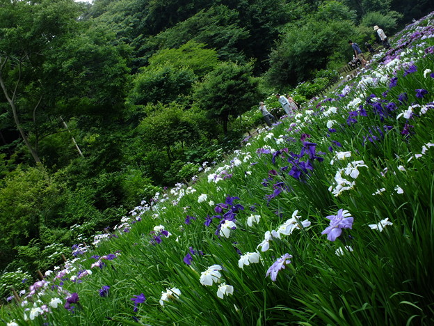 DSCF0229