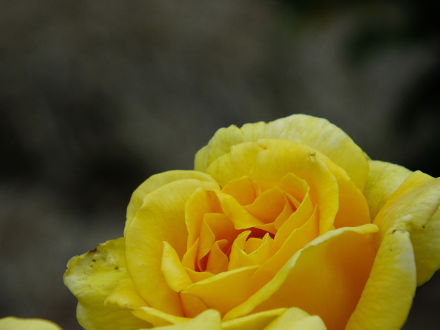DSCF0350