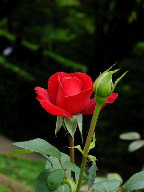 DSCF0363