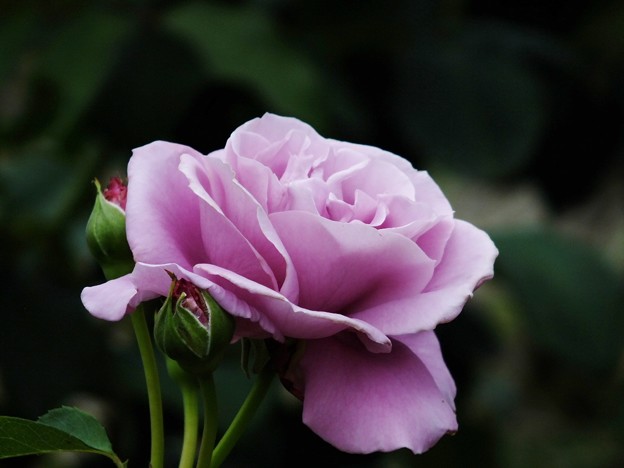 DSCF0388