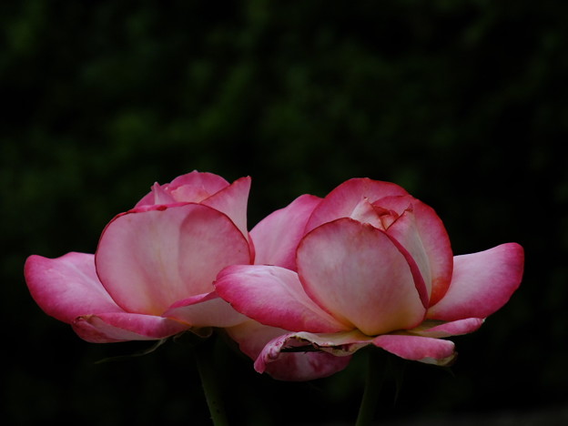 DSCF0402