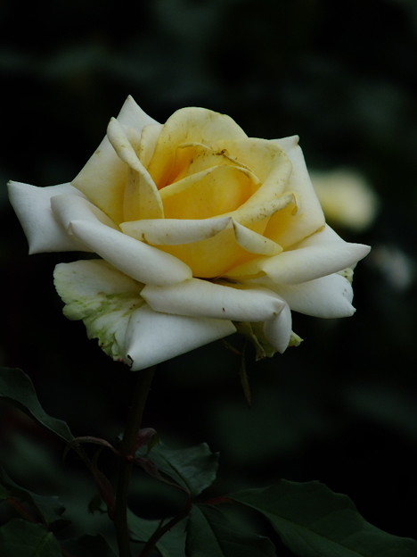 DSCF0403