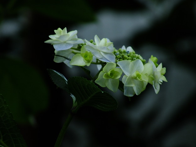 DSCF0132