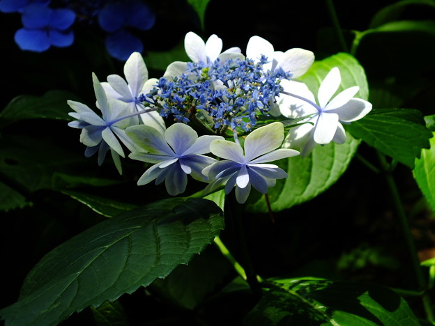 DSCF0265