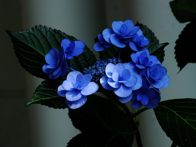 DSCF0292