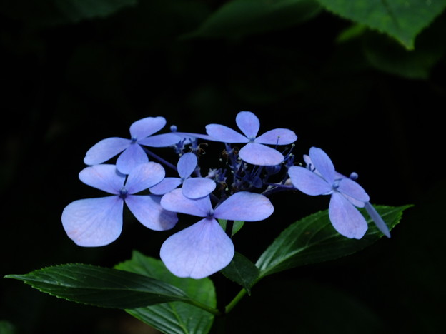 DSCF0103