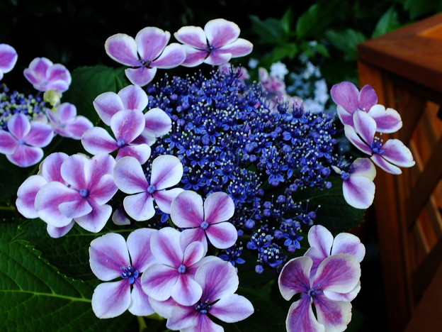 DSCF0332
