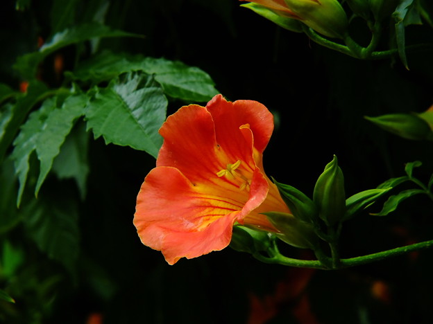 DSCF0163