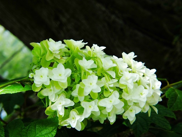 DSCF0126