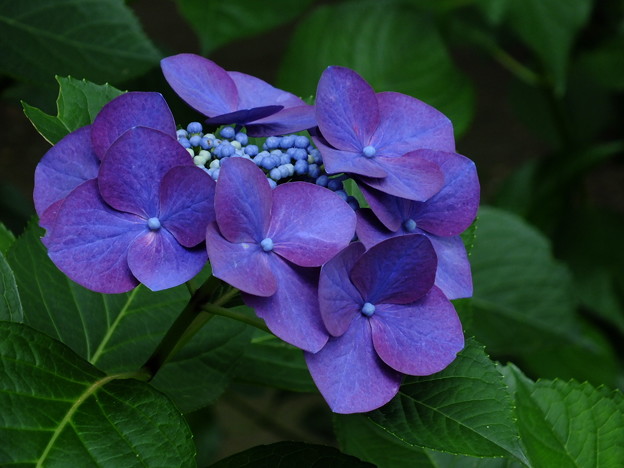 DSCF0262