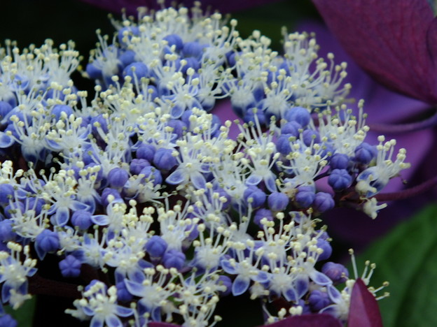 DSCF0650