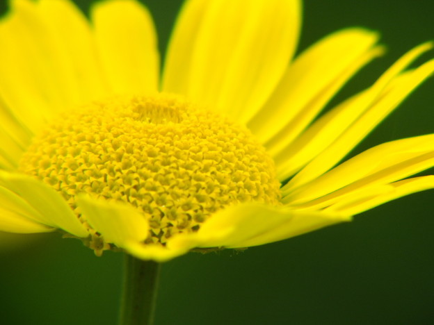 DSCF0346