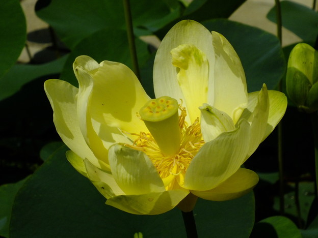 DSCF0020