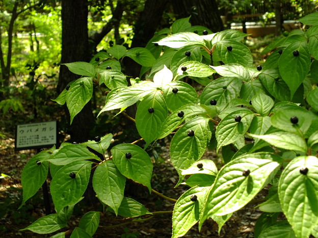 DSCF0413